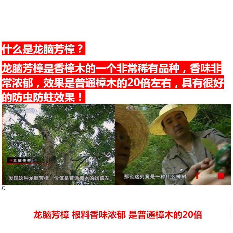 樟霉脑丸然香樟木条球块纯衣柜防潮蟑防防虫芳香天去味家用驱虫螂