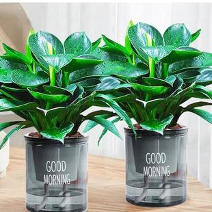 金钻盆栽绿萝财箩花卉物室内花培水绿植多肉好金钻盆栽植养发树吸