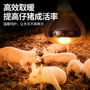 猪用保保温灯养殖场专用39803小仔鸡育取暖猪场雏烤灯泡加热猪舍