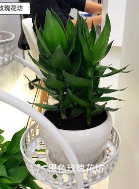 红罗松盆景掌WLQ观音竹金汉钱树盆栽发树财室内绿植办公室桌面小