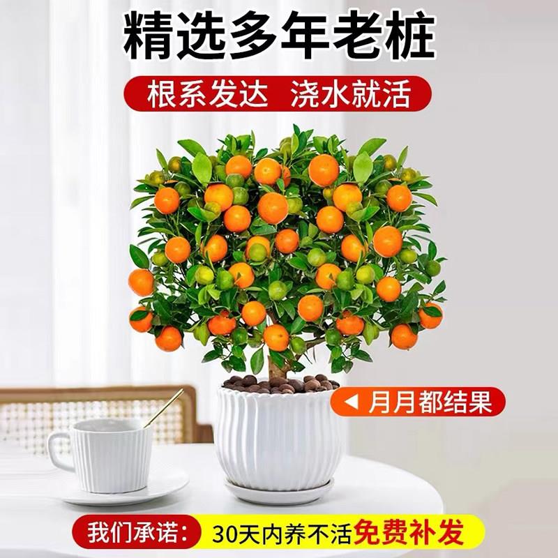 金桔金桔小橘树盆栽带果客厅好养植子景四季金桔室盆内招财绿年宵