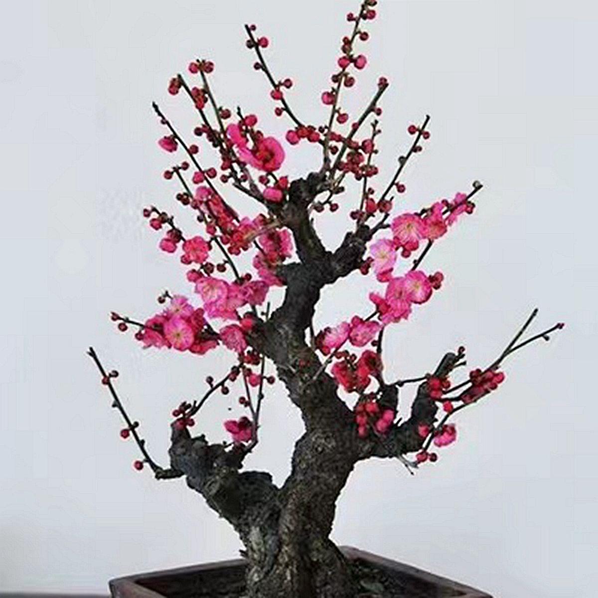 梅花盆栽老红梅腊桩梅盆寒景树卉苗花耐植物室内阳台ZSH庭院四季