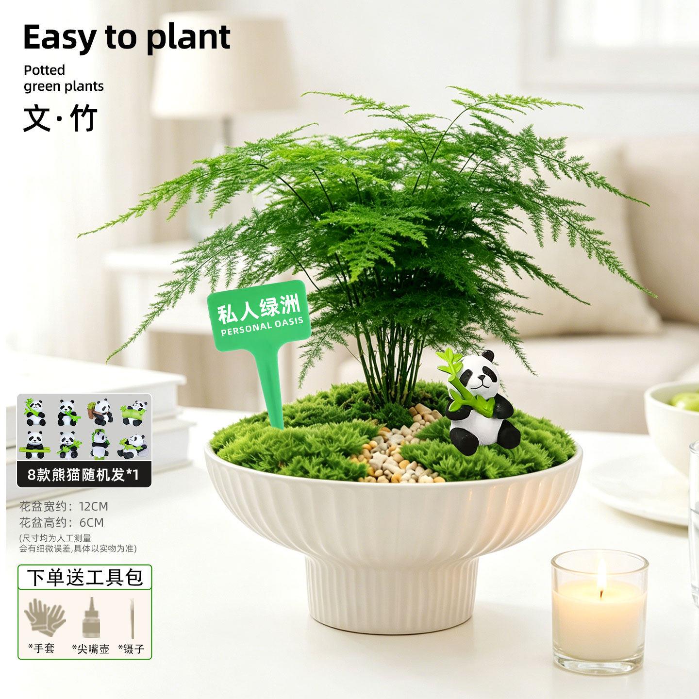 绿盆栽内桌面苔藓微景景观植物植盆发财桌面绿植树创意室摆件diy