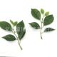 仿塑真料仿真三角1藤4cm角三梅叶仿真绿植条植物墙婚庆装 饰假叶子