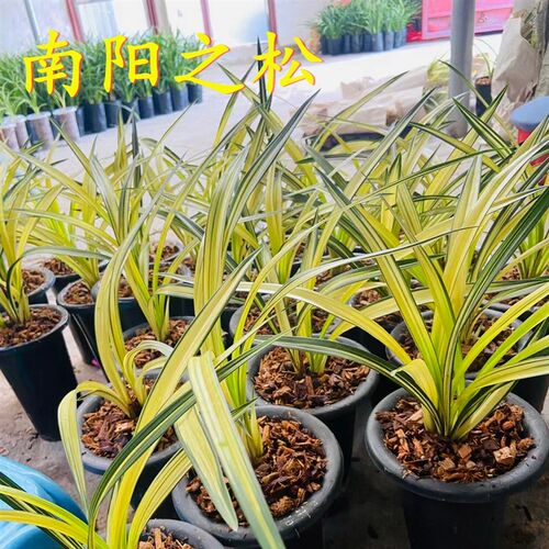 兰花苗南c阳之松中透艺室内客厅庭院浓香好养桌面花卉观赏性强艺