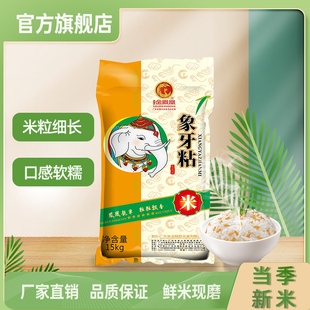 金凤凰玉竹韶关象牙粘米15Kg香米籼米30斤晚稻大米新鲜软糯家庭装