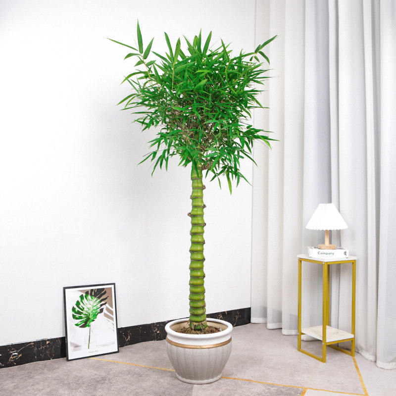 速发竹肚竹盆栽罗汉竹盆景绿色植物葫内佛台室芦办公室植物客厅绿