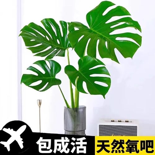 速发龟背竹盆客老桩室内净化空气鸟大叶栽厅常叶观青绿植水培植物