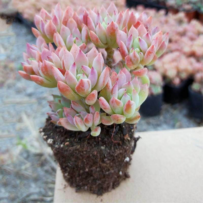 超大巨型小美女多肉植物老桩稀有品种罕见清棚小贵货广寒宫悬崖庄