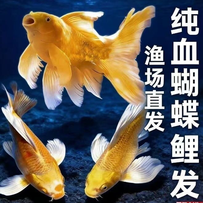 蝴蝶鲤鱼苗观赏鱼冷水鱼苗好养耐鱼