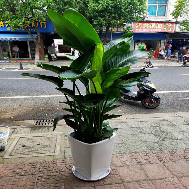 植物绿植盆栽植物客厅观叶观花天堂鸟鹤望兰大型盆栽室内花卉大型