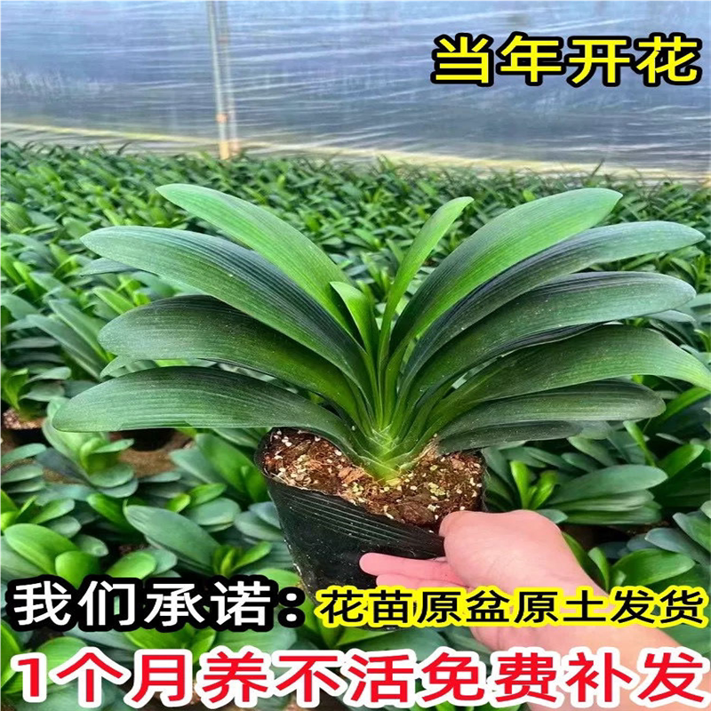 君子兰盆栽带花苞高端精品特级花苗带盆栽好懒人植物小苗室内花卉