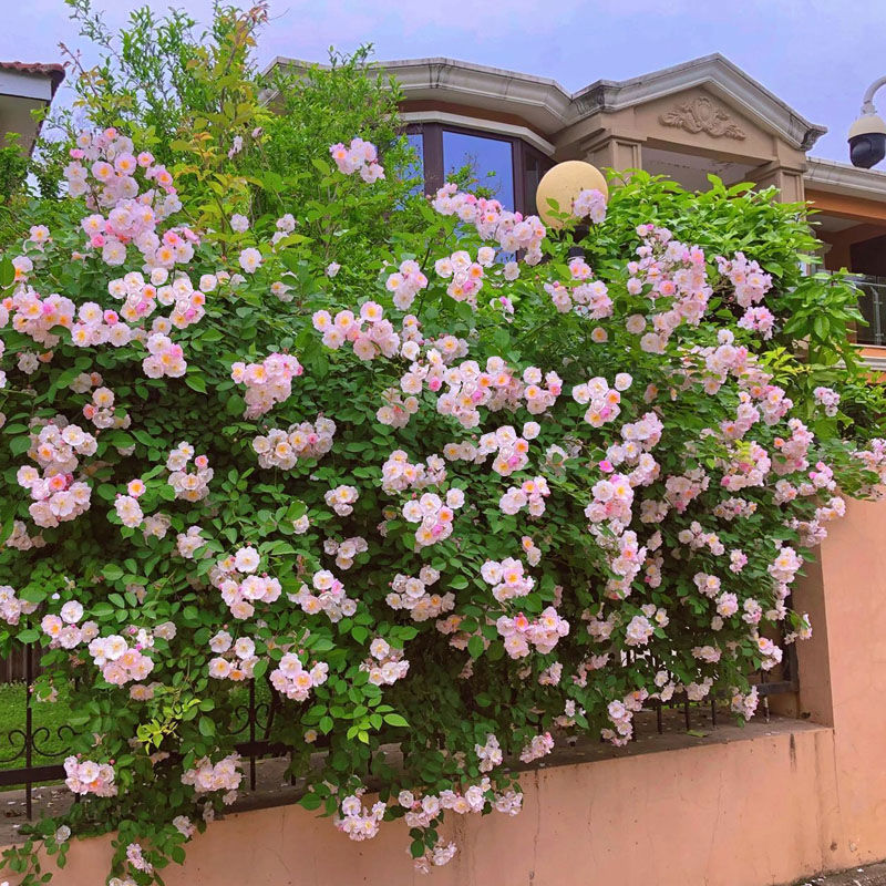 粉团蔷薇花苗老种多花刺蔷薇粉色群开爬藤花卉植物盆栽爬墙花