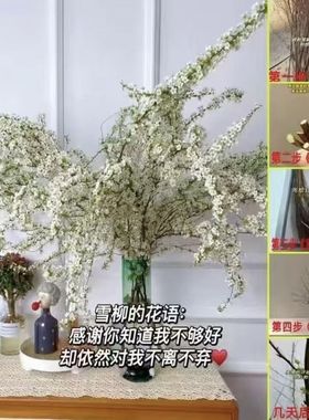 【雪柳鲜切花】冬季浪漫氛围感满满 枝条形态灵动 遇水开花CZ2