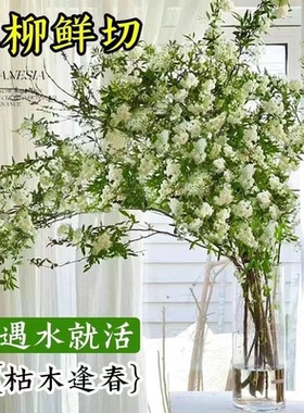 【雪柳鲜切花】冬季浪漫氛围感满满 枝条形态灵动 遇水开花JW