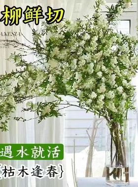 【雪柳鲜切花】冬季浪漫氛围感满满 枝条形态灵动 遇水开花CZ