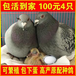 鸽子活一对公母肉鸽种鸽信鸽活苗元宝鸽活体鸽子苗小鸽食用宠物鸟