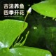 一叶莲水培植物带花苞碗莲水生睡莲金银莲四季 开花鱼虾缸 荷花四季