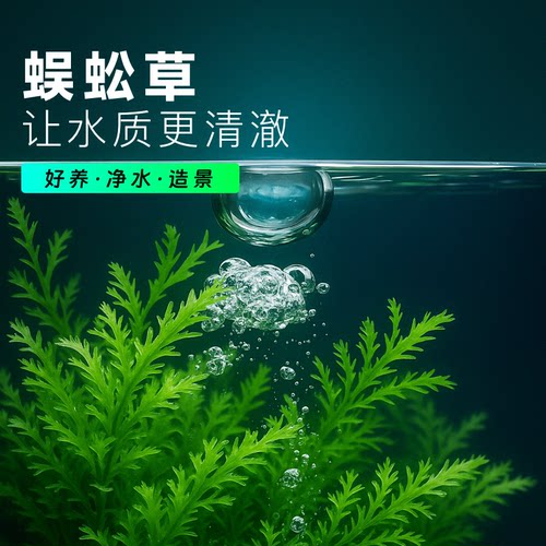蜈蚣草水草鱼缸造景净化水质