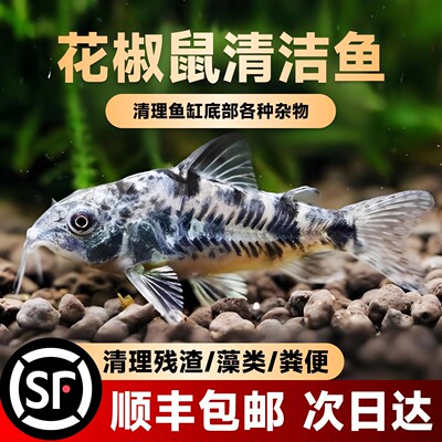 鼠鱼工具花椒鼠鱼除藻清洁鱼缸