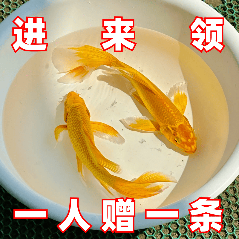 黄金锦鲤活鱼吉祥鱼金鱼活鱼好养耐活冷水鱼鱼苗活体小金鱼观赏鱼