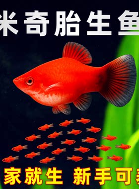 红米奇鱼孕母胎生好养热带活体