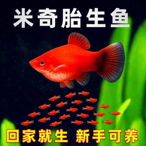 红米奇鱼孕母胎生好养热带活体