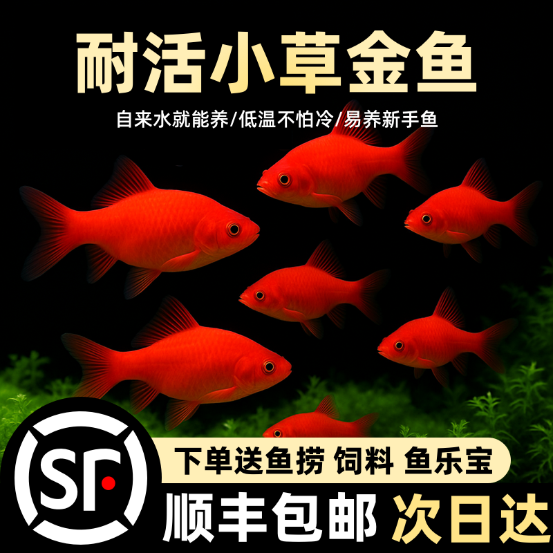 草金鱼喜庆红鱼顺丰淡水好养易活冷水鱼苗观赏鱼活鱼金鱼耐活锦鲤