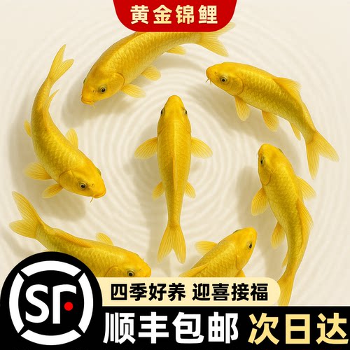 黄金锦鲤活鱼好养耐金鱼