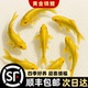 黄金锦鲤不死鱼金鱼活鱼好易养养耐活冷水鱼苗活体小金鱼观赏鱼