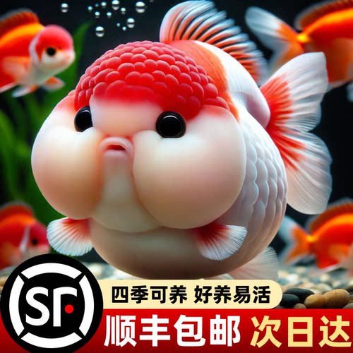 赛级兰寿顺丰包邮易养耐活