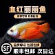 血丽丽五彩丽丽泰国丽丽草缸淡水鱼新手耐活鱼宠物好养耐活不打氧