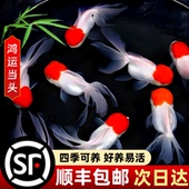鸿运当头鱼观赏鱼鹤顶红狮子头金鱼活体丹顶冷水鱼淡水好养耐活鱼