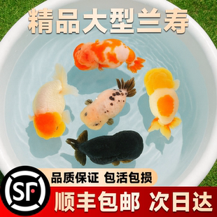 精品兰寿金鱼玛丽活鱼淡水冷水观赏鱼纯种波妞泰狮好养耐活自来水