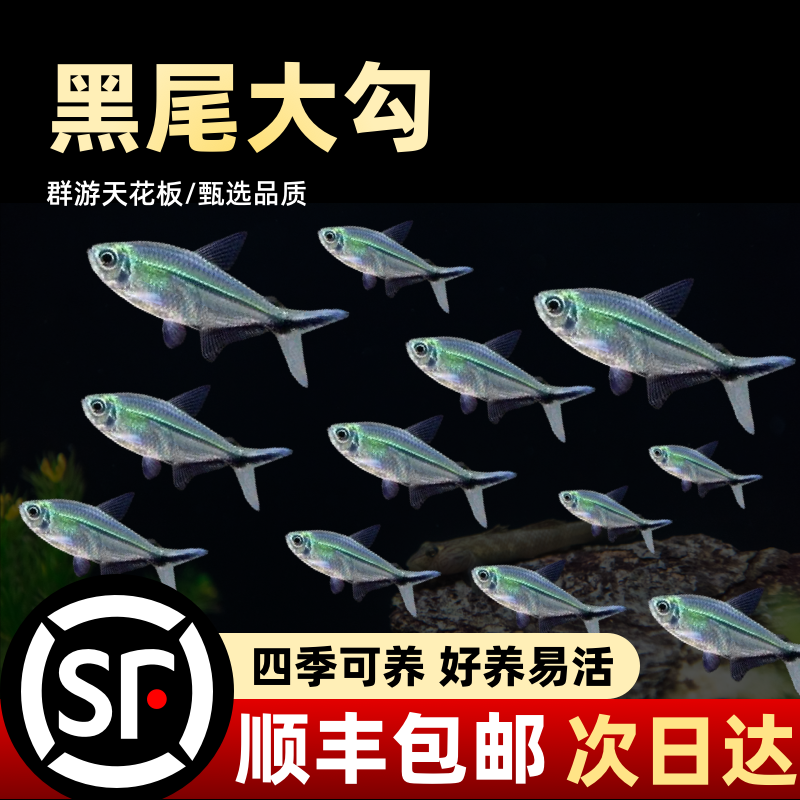顺丰包邮黑尾大勾鱼大沟群游鱼草缸小型好养热带鱼苗观赏鱼天使鱼