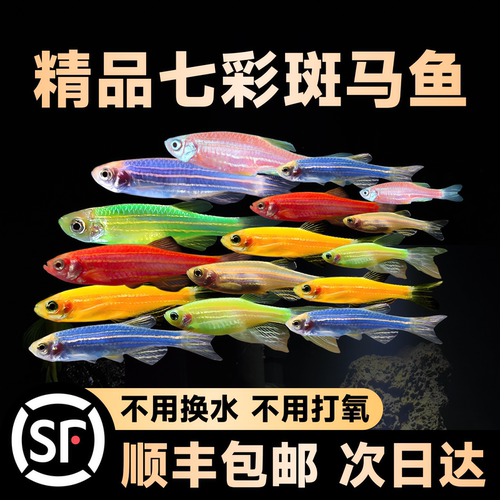 七彩斑马鱼热带观赏鱼