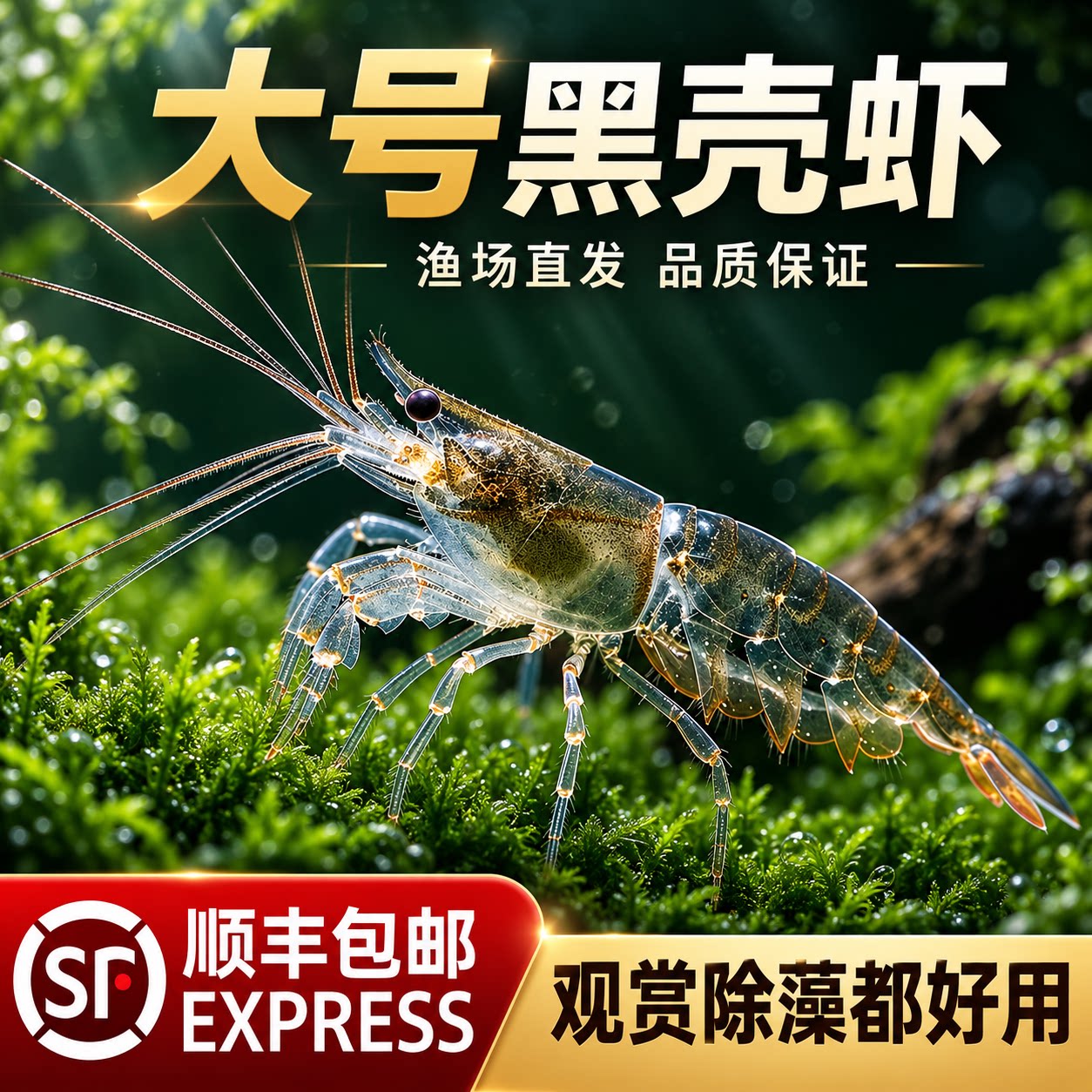 顺丰除藻黑壳虾草缸工具虾热带观赏活体冷水淡水虾水晶虾好养易活