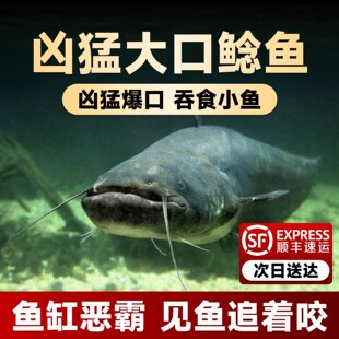 大口鲶鱼苗鲶鱼苗南方大口鲶土鲶鱼苗凶猛路亚量二须鲶鱼鱼塘鱼苗
