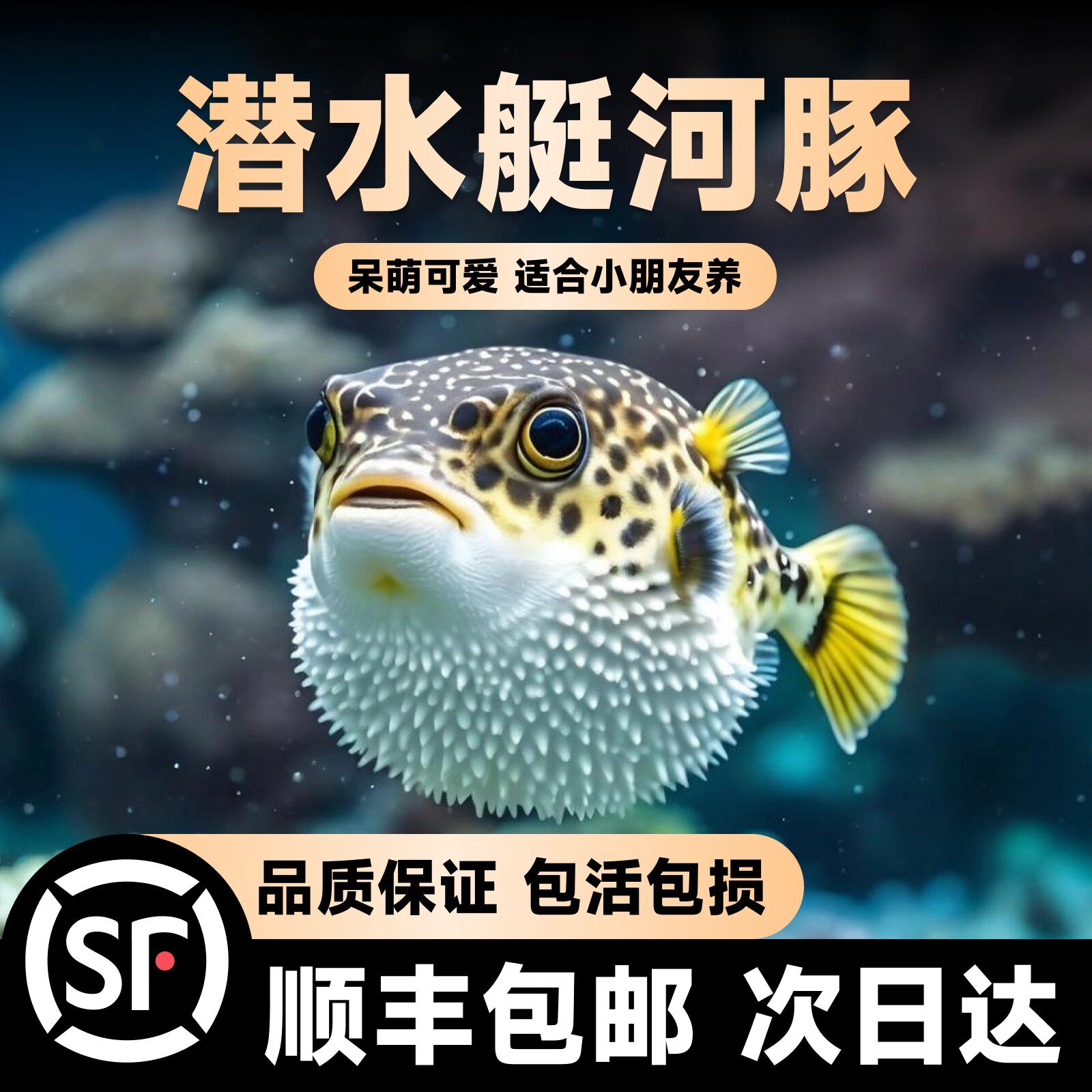 绿河豚鱼潜水艇鱼小型淡水热带观赏宠物活体狗头鱼好养巧克力娃娃