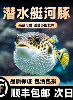绿河豚鱼小型淡水观赏鱼