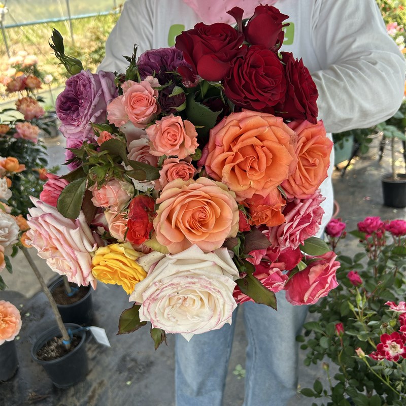 矮杆棒棒糖月季花苗多季开花盆栽蔷薇花苗庭院阳台花卉植物