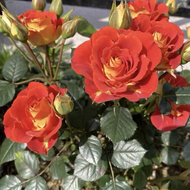 【双鱼座】棒棒糖二桥月季树状花盆栽多季开阳台花卉庭院植物地栽