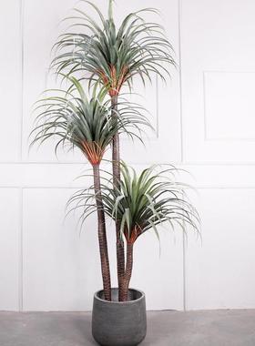 QH-52065大仿真血树盆栽仿龙真树造景布置型落地千年木仿真丝兰树