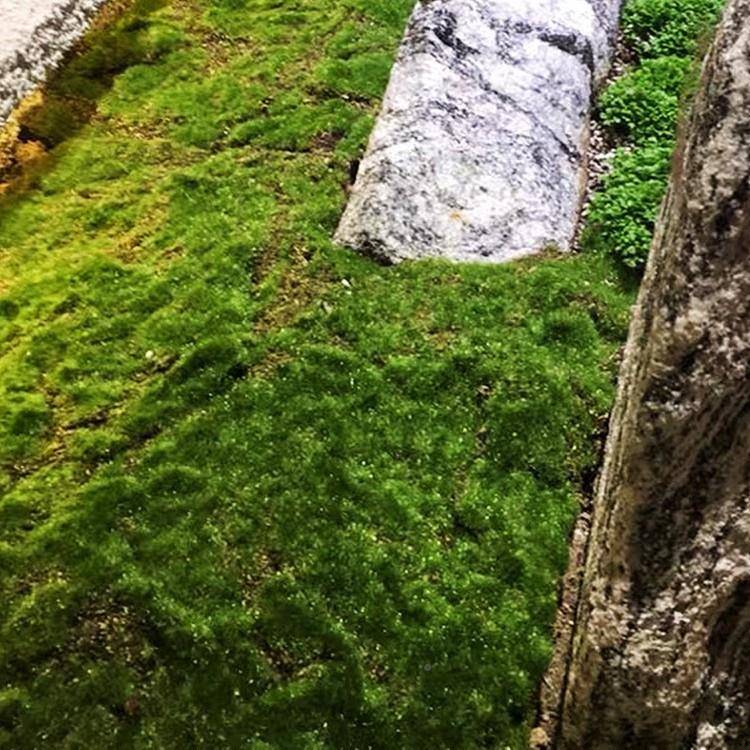真青苔生苔藓人仿草坪造室内造景假草仿皮庭院青LOI苔绿植布置装