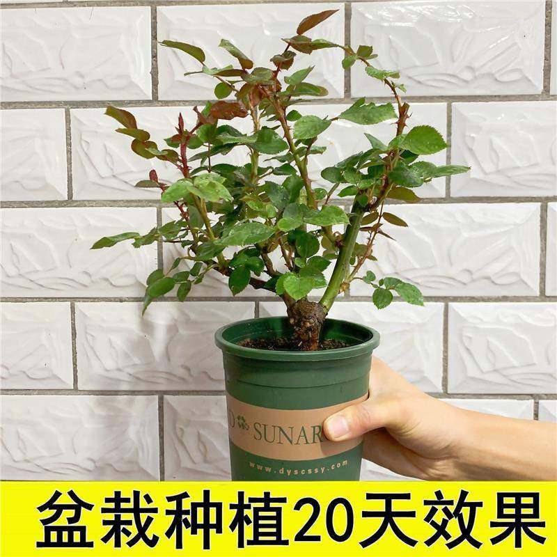 玫瑰季花树老桩月花木苗盆苗栽灌睿跃（餐内外花浓香老根