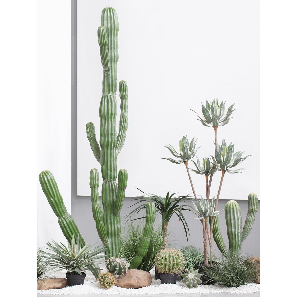 拟量模尺仙人掌绿植仙人掌盆栽热带园砂&植物林绿化展览AUS馆BB咖