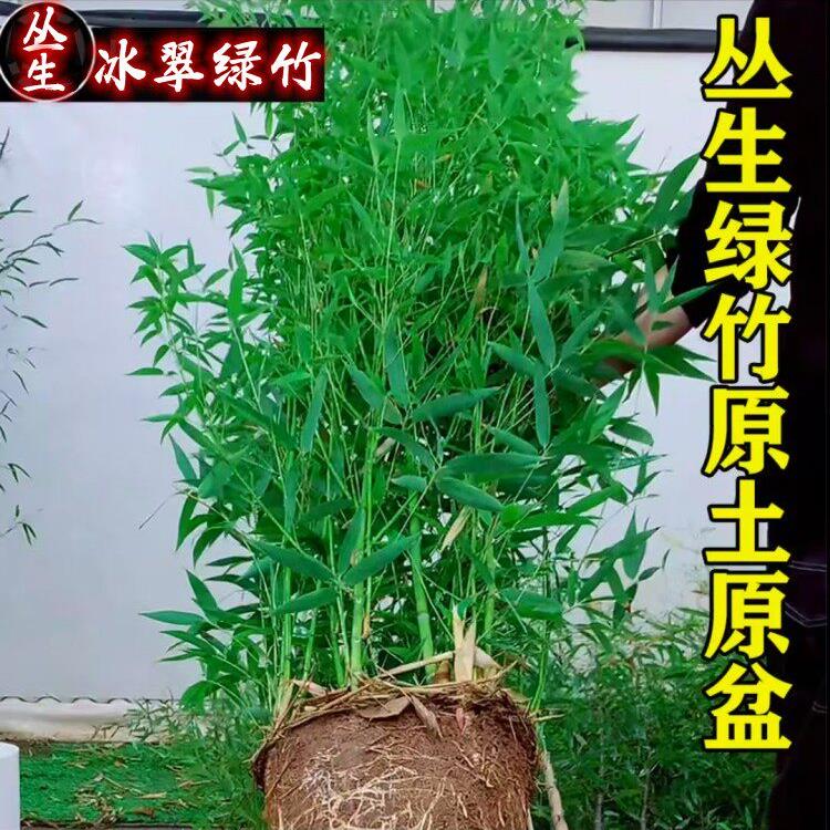 室青内外带盆绿带土不修剪头景观竹庭院竹子苗罗汉冰212翠栽客厅