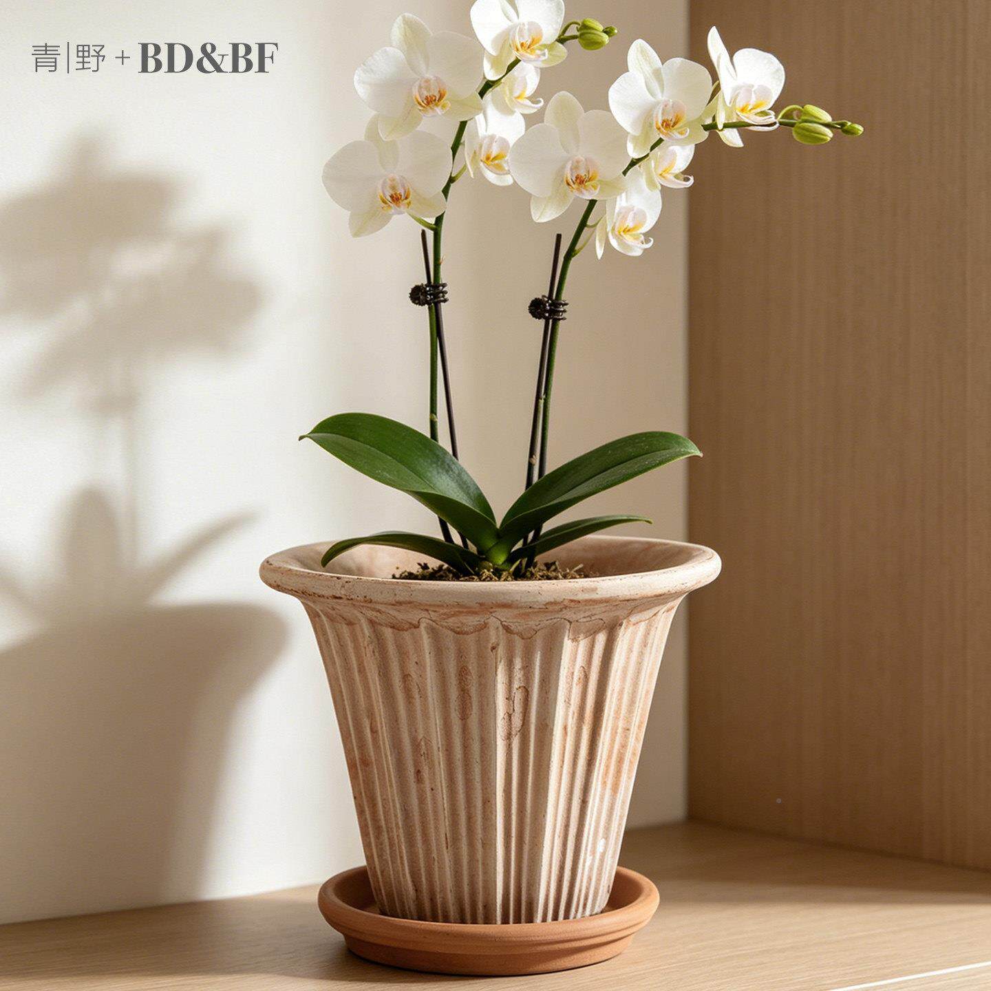 青野园家derom帝罗马陶土艺盆手工米兰复古a内兰花花盆室绿植盆栽