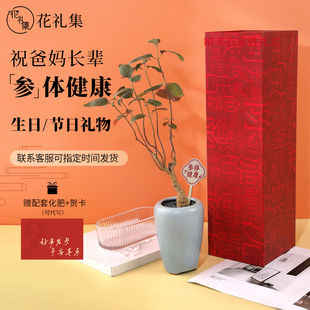 参体健康福寿一参花礼集安第参热带人参盆栽祝寿绿植学生党送长辈