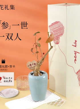 【一参一世人参盆栽】安第参好运发参绿植送男友闺蜜朋友生日礼物